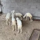 ظان للبيع