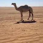 لقحه لها 8شهور منتج ولقحه على بعير منتج وجميع امورها شروط