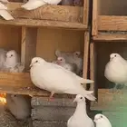 حمام فرنسي جامبو