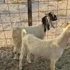 تيوس طيبه للبيع ذبح و مقنوي