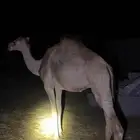 حاشي