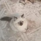 قطط للبيع
