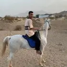 خيل مصري يبور