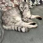 قطة انثى للتبني