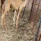 ناقه مهجنه تحتها قعود على ولد حبيب منتج