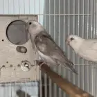 زوج روز منتج فخم