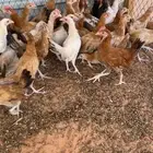 دجاج بلدي