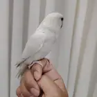 روز البينو