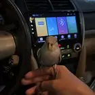 روز أليف للبيع