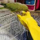 ببغاء