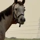 خيل شعبي