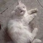 سكوتش فولد