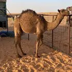 قعود عمره 8اشهور الموقع مشذوبه