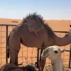 بكره