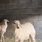 رخال حري للبيع