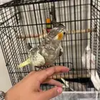 زوج كروان مع انثى