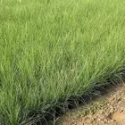 شتلات وأشجار بسعر الجملة