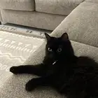 قطة