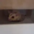 زوج سنجاب انثى الزوج اليف شرط سباب البيع الحاجه مستعجل