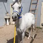 حصان مصري بيور جمال بدون ورق