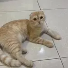 قطوة انثى لتبني