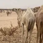 قعود اوضح كفو