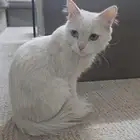 قط بيت انثى بشارع لمن يرغب للتبني يتواصل معي