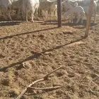 ضان حري للبيع