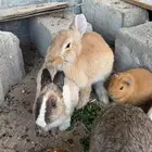 جنبيه مكعب نجراني وأرانب ووبران