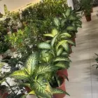 اشجار و شجيرات بأسعار الجملة