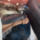 جوز طاؤوس منتج على الشرط