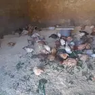 دجاج بلدي العمر عمرها 3اشهر