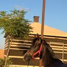 مهره شعبيه شيخه سوم4500والبيع سمح