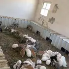 أرانب بلدي صحه شرط