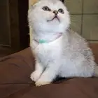 قطه سكوتش فولد