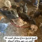 للبيع فراريج دجاج مشكل العدد55