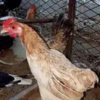دجاج بلدي