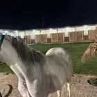 مربط عز الأصايل للخيل العربية الأصيلة