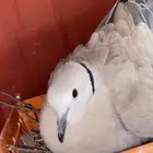 حمام هولندي