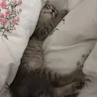 كيتن سكوتش فولد