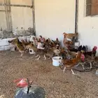 دجاج هجين تركي وبلدي