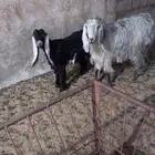 عنز للبيع