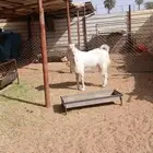 تيس فحل هولندي