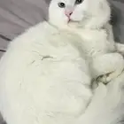 ابي احد ياخذها يخاف الله فيها