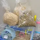 هامستر للبيع