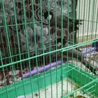 بلبل صيد جوز عسوم