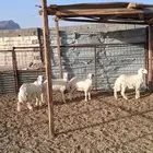 طلي ورخال