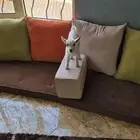 ماعز قزم