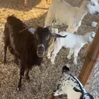 معزا جنوبيات وحده عليها تيس وحده عليها جفره