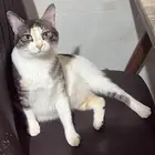 قط بلدي ضائع حي القرينية جدة